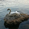 Во Охрид не го одминувајте лебедот Џорџ - омилениот симбол на градот