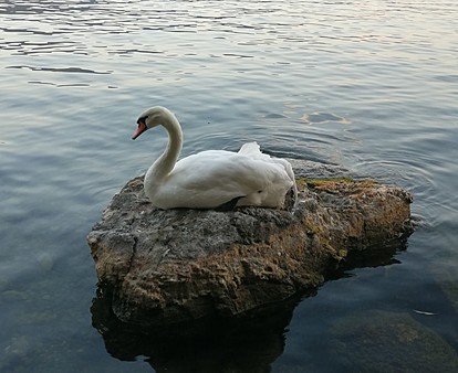 Во Охрид не го одминувајте лебедот Џорџ - омилениот симбол на градот