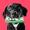 ТОП 5 најбогати миленичиња-инфлуенсери на Инстаграм