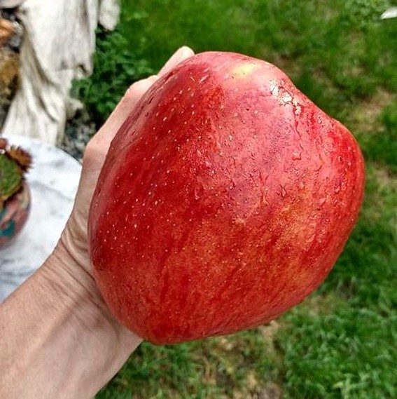 Џиновско јаболко