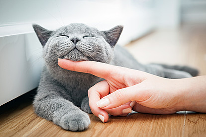 Мјау! – Денеска е национален ден на мачките: Погалете ги вашите крзнени пријатели