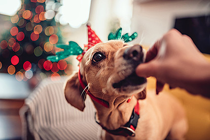Што може да јаде вашето крзнено милениче од трпезата за време на празниците?