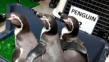 За првпат во скопската Зоолошка градина пристигнаа пингвини